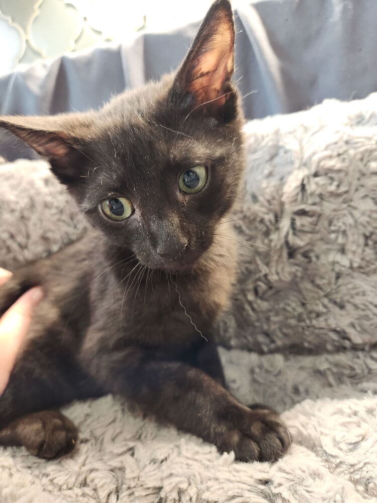 Boomhauer - Domestic Short Hair