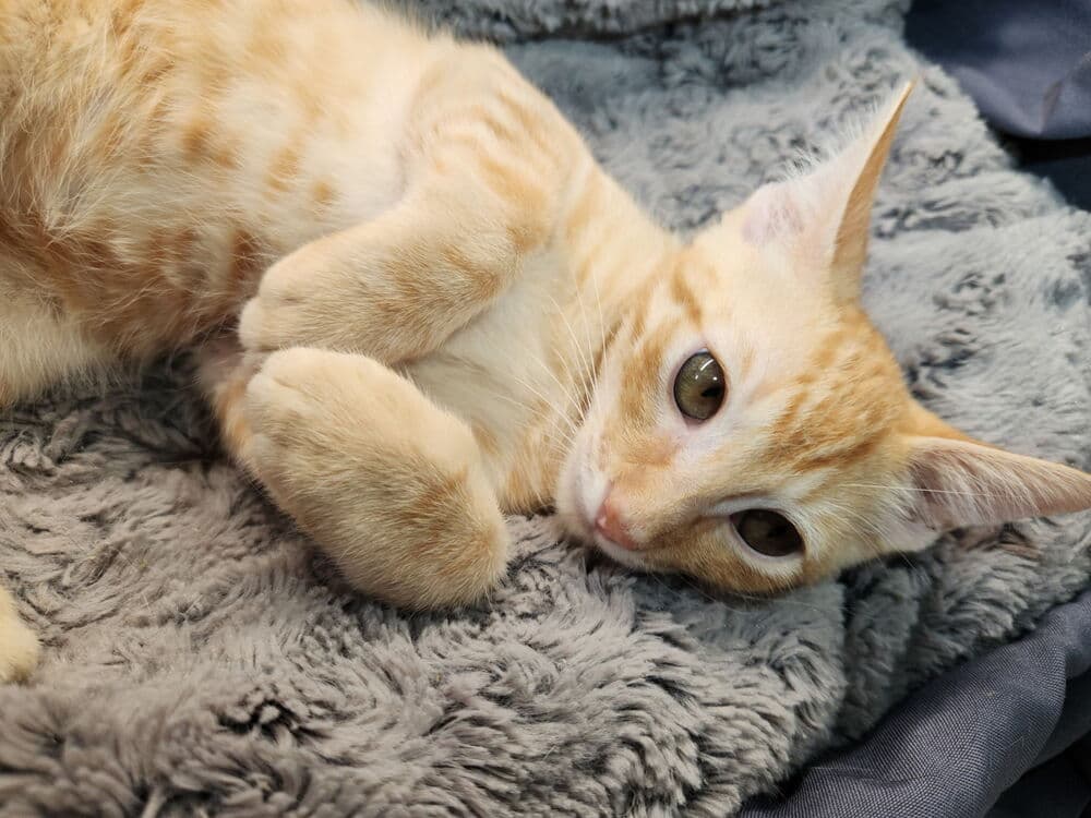 Lucky Kleinschmidt - Domestic Short Hair