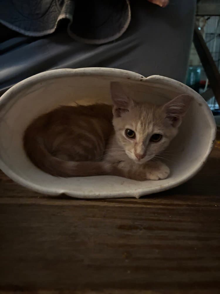 Hank Hill - Domestic Short Hair