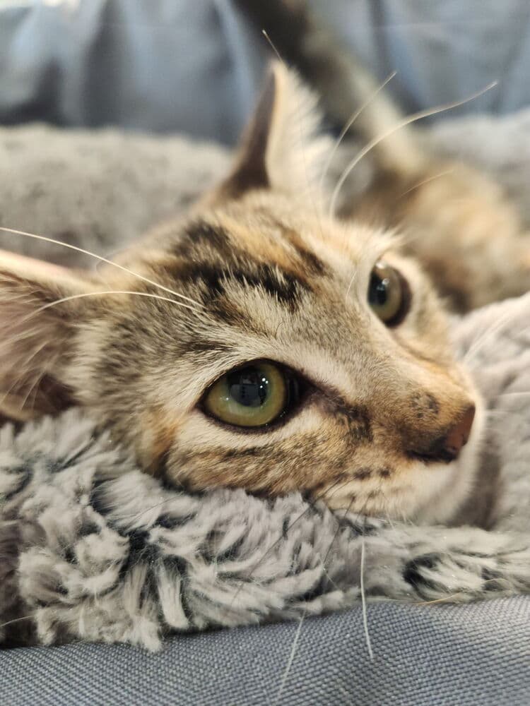 Luanne Platter - Domestic Short Hair