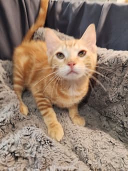 John Redcorn image 2