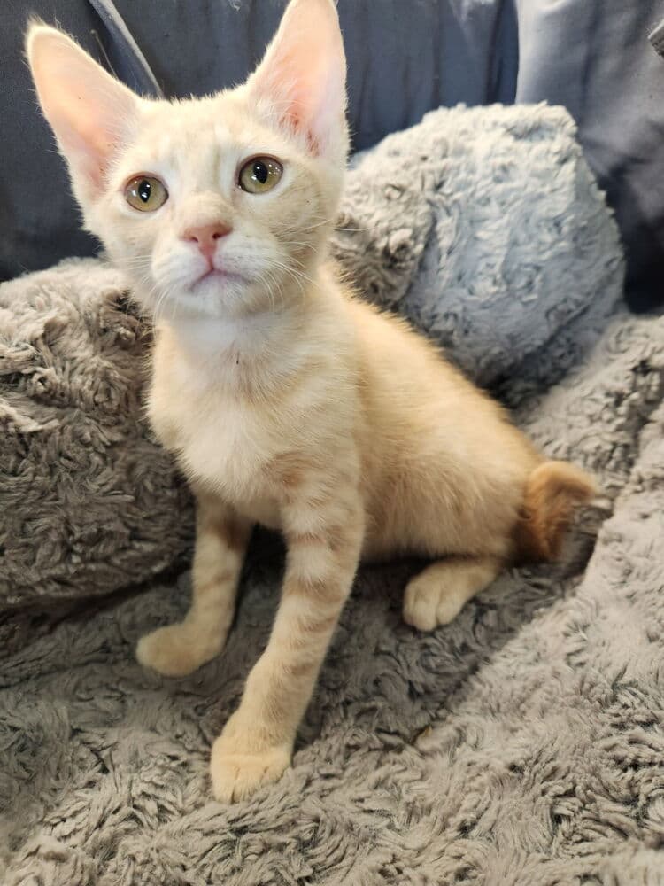 Bobby Hill - Domestic Short Hair
