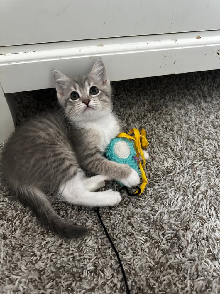 Stormy - Domestic Short Hair