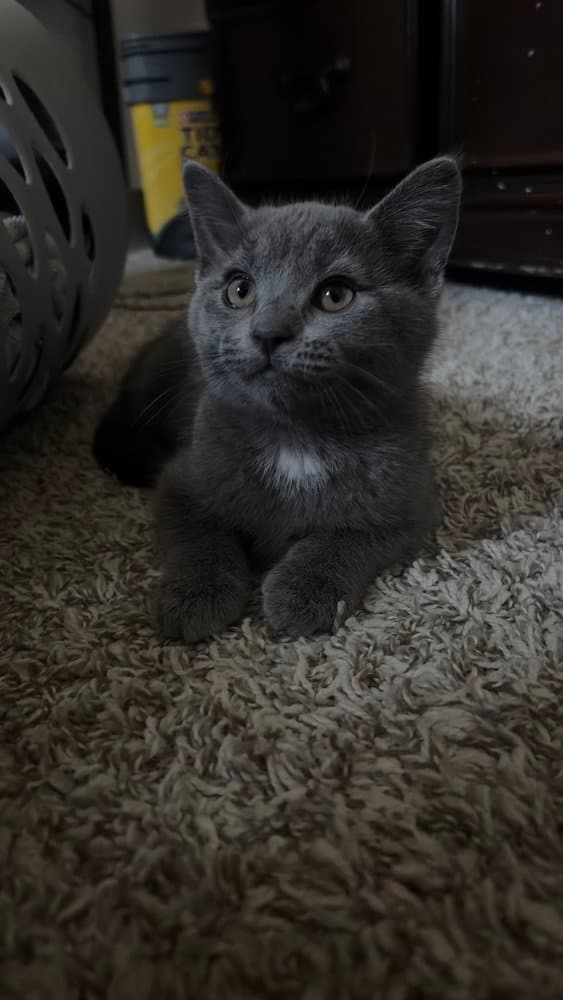 Thunder - Domestic Short Hair