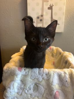 Purrty Love image 1