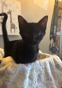 Purrty Love image 2