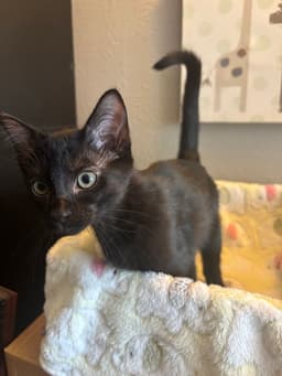 Purrty Love image 3