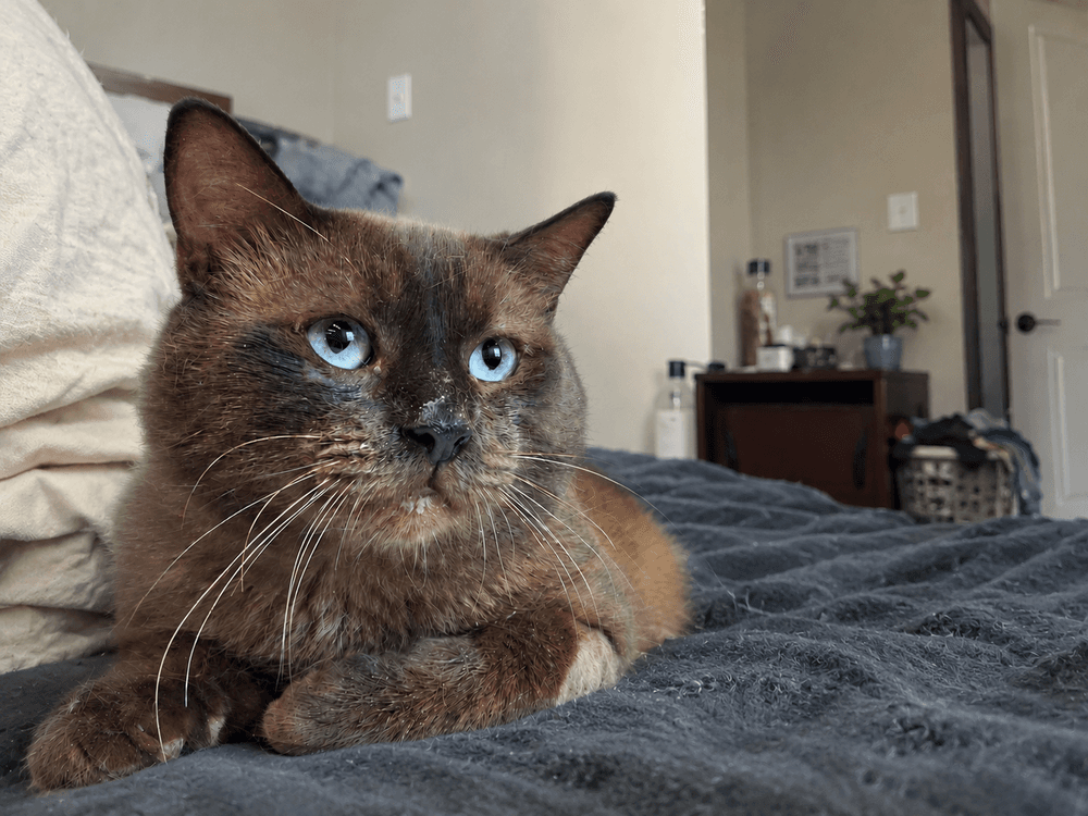 Colonel Mcnubbles - Siamese