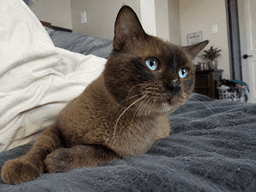 Colonel Mcnubbles image 3