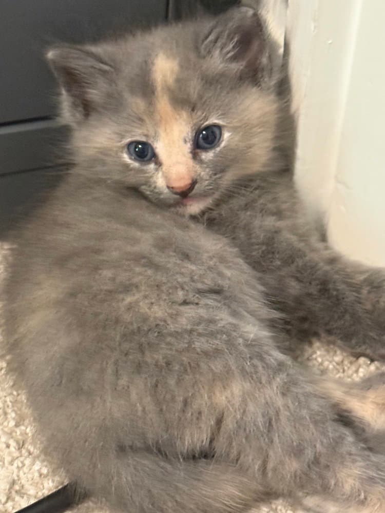 Honey Clover - Domestic Short Hair