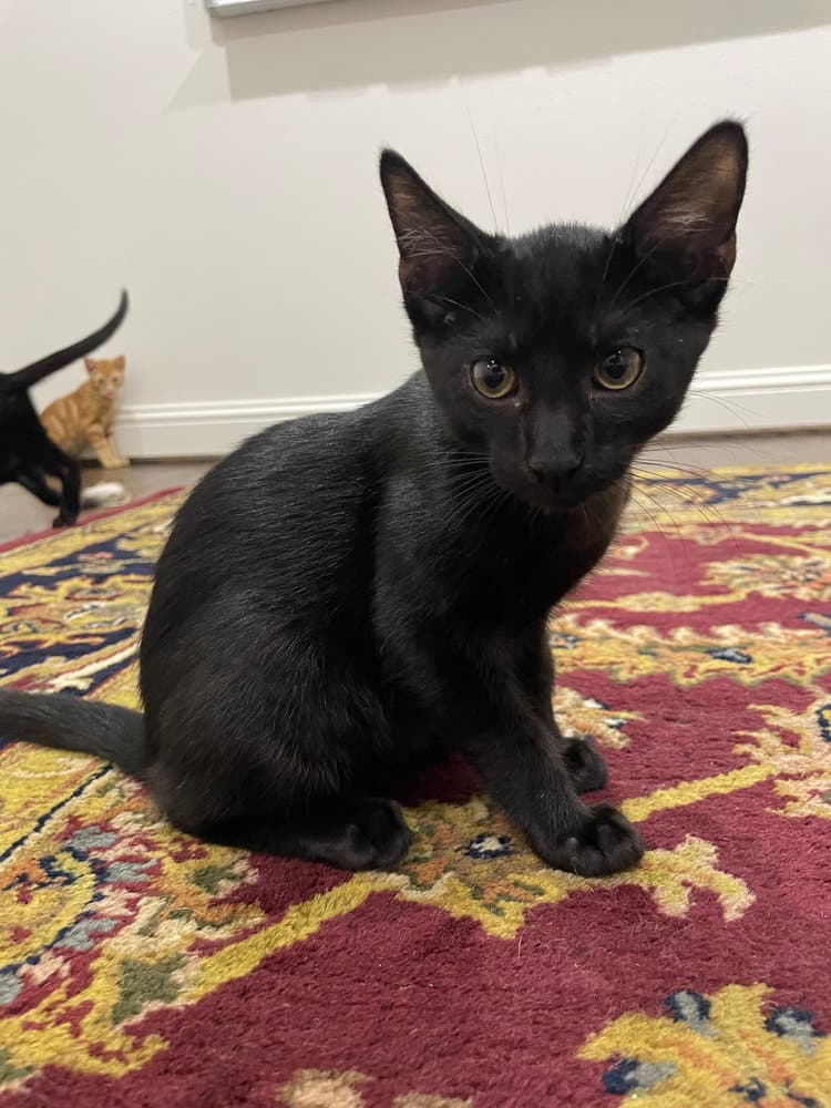 Calloway - Domestic Short Hair