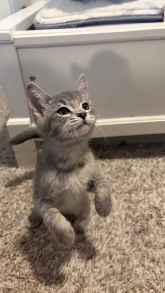 Lightning - Domestic Short Hair