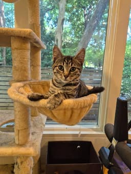 Lulu image 1
