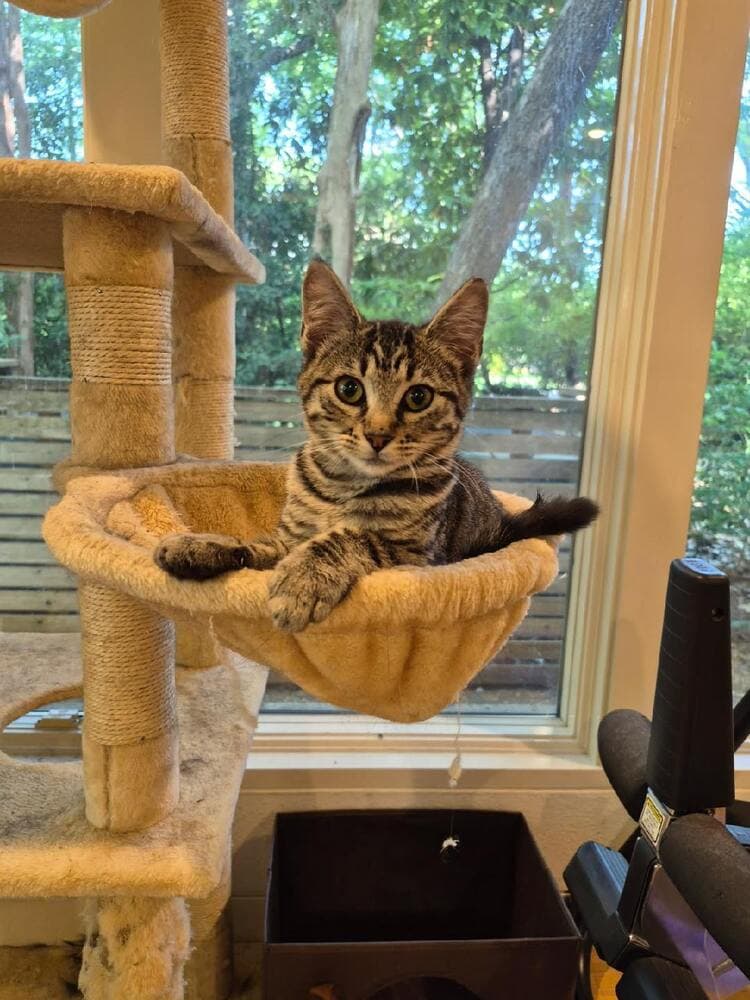 Lulu - Domestic Short Hair