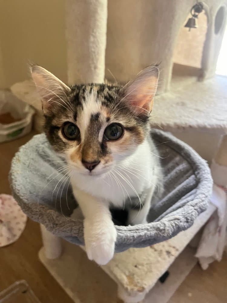 Brooke - Calico