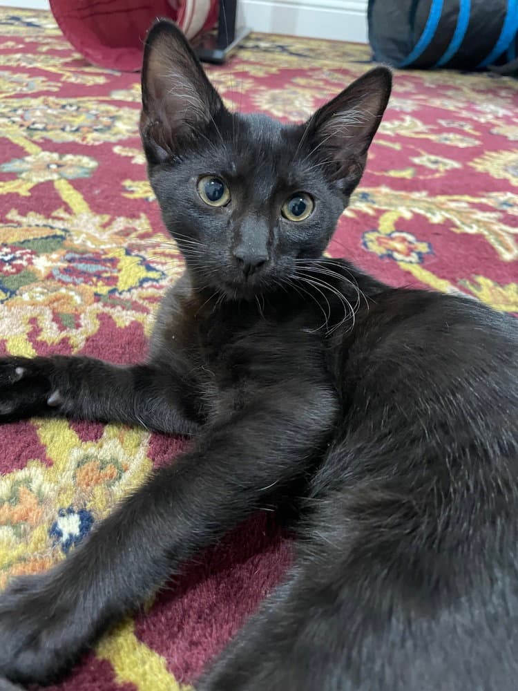 Bauer - Domestic Short Hair