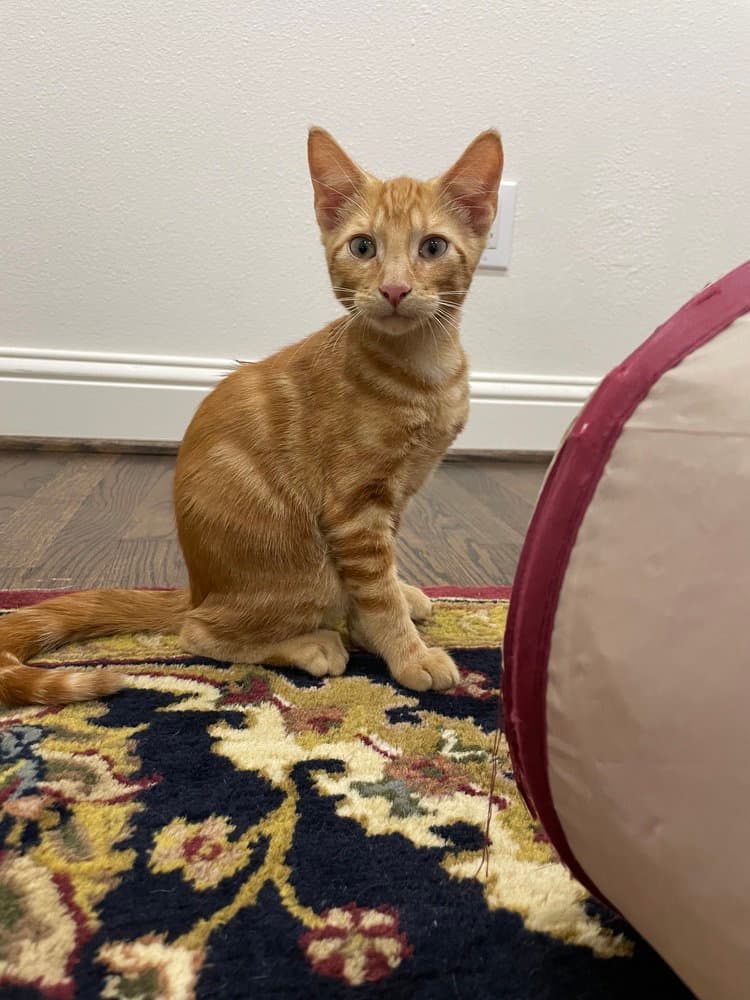Spalding - Domestic Short Hair