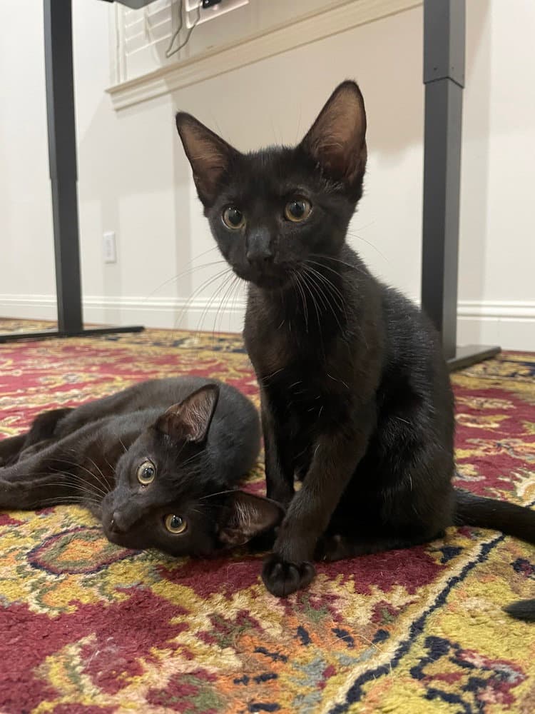 Wilson - Domestic Short Hair