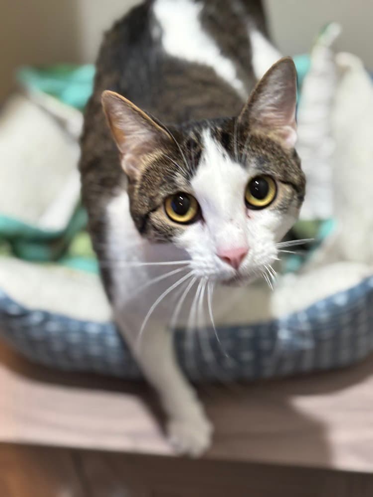 Meepers - Domestic Short Hair