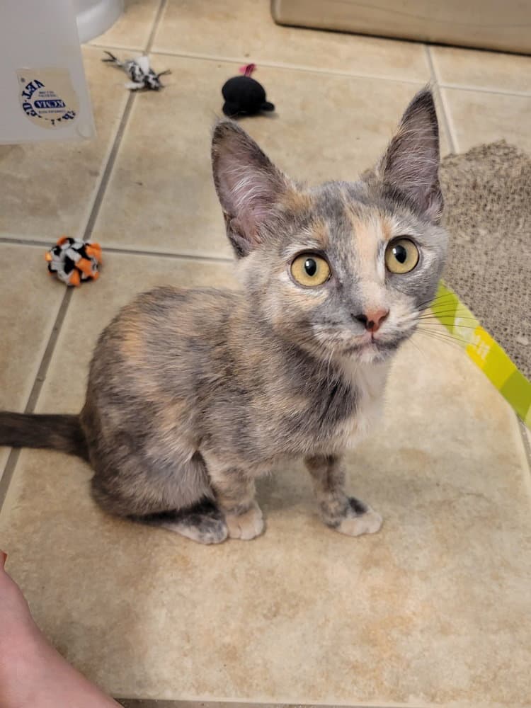 Blueberry - Domestic Short Hair
