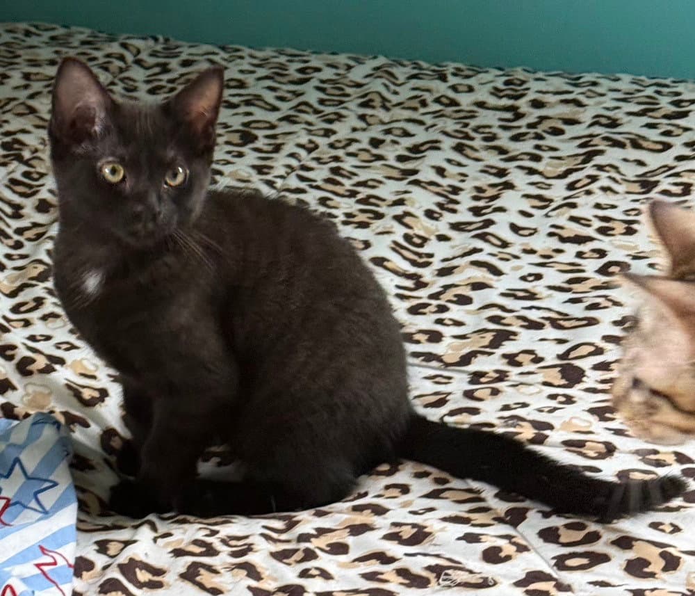 Bellatrix Bella - Domestic Short Hair