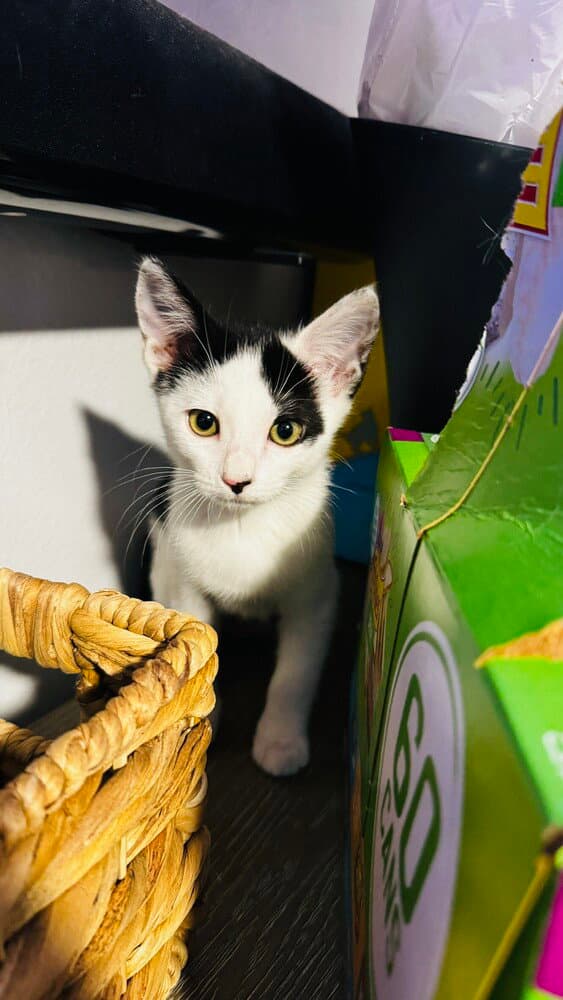 Cowpea - Domestic Short Hair