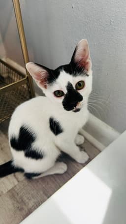 Pepper image 1
