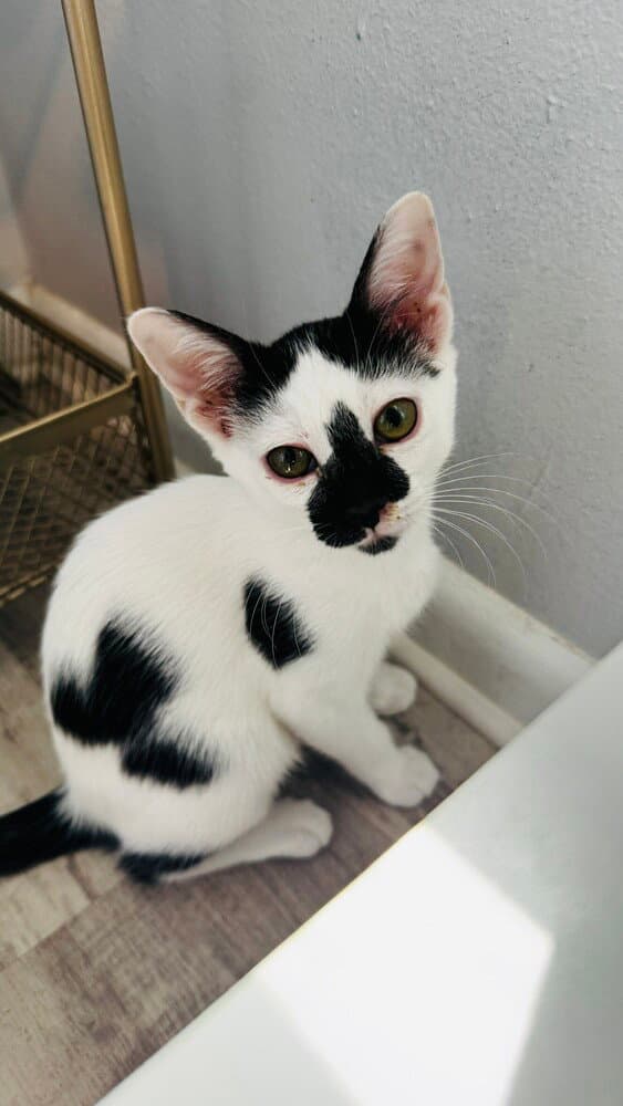 Pepper - Domestic Short Hair
