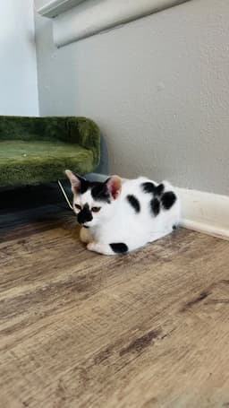 Pepper image 4