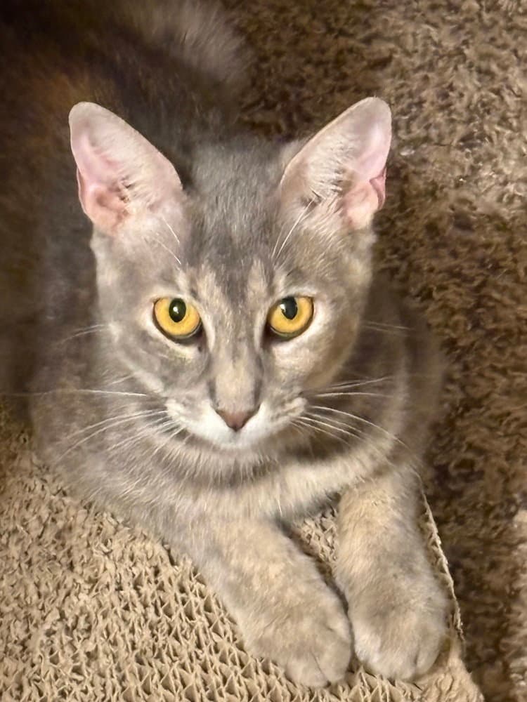 Queen Esther - Domestic Short Hair