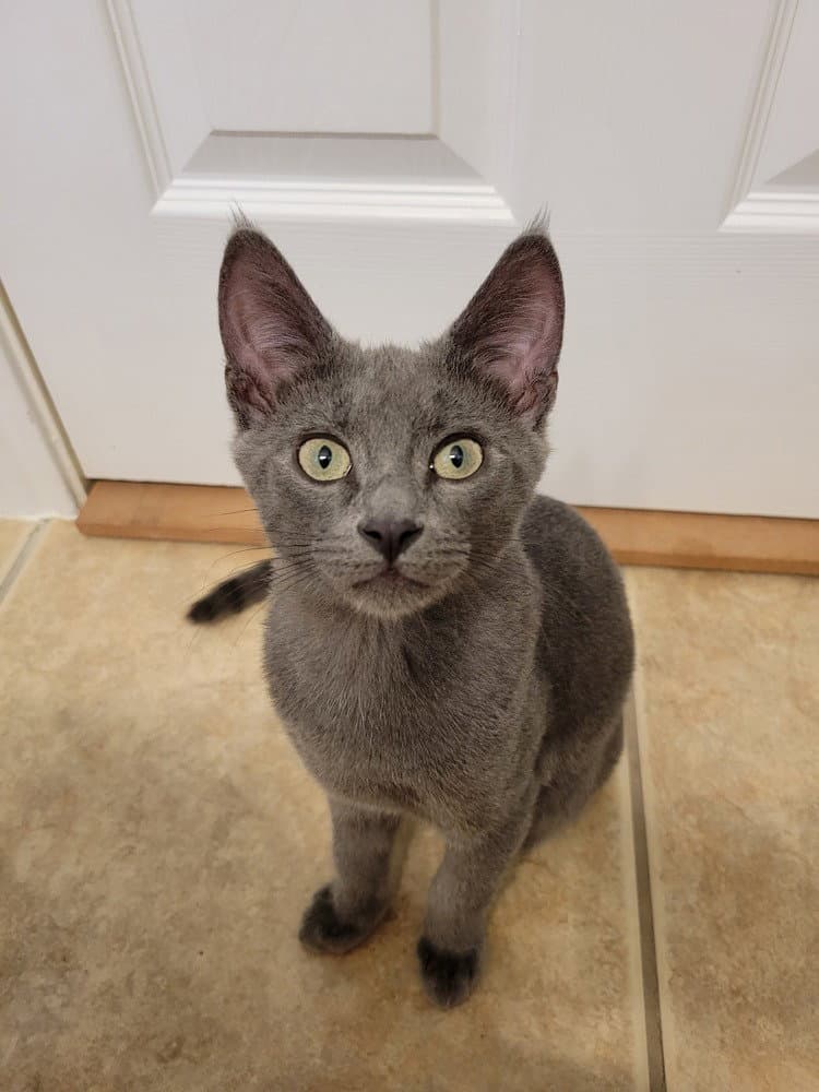 Blackberry - Domestic Short Hair