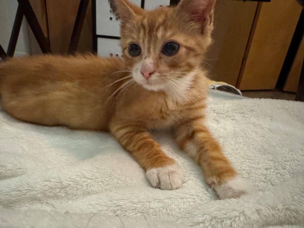 Gol - Domestic Short Hair