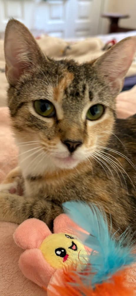 Jazz - Domestic Short Hair