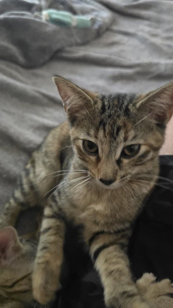 Princess Consuela Banana Hammock - Calico