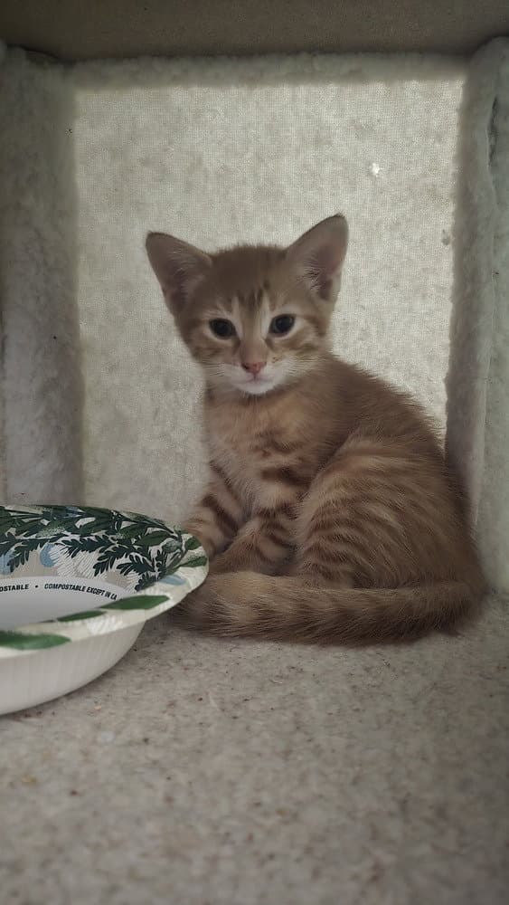 Atalanta Nova Tally Or Miss Nova - Calico