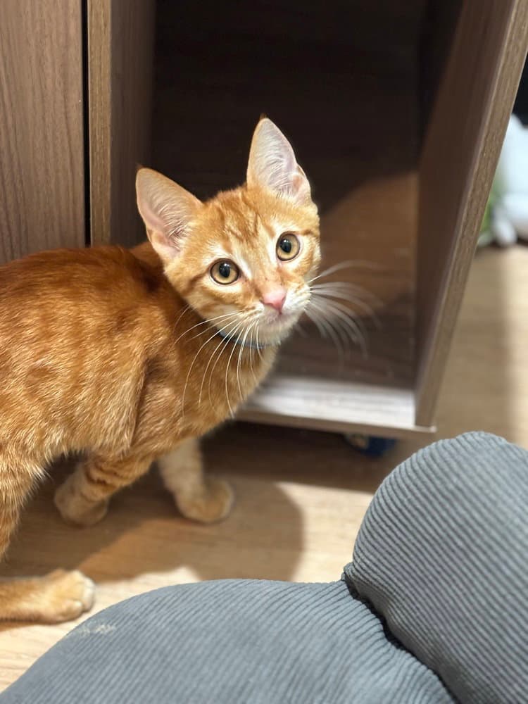 Pac Man - Domestic Short Hair