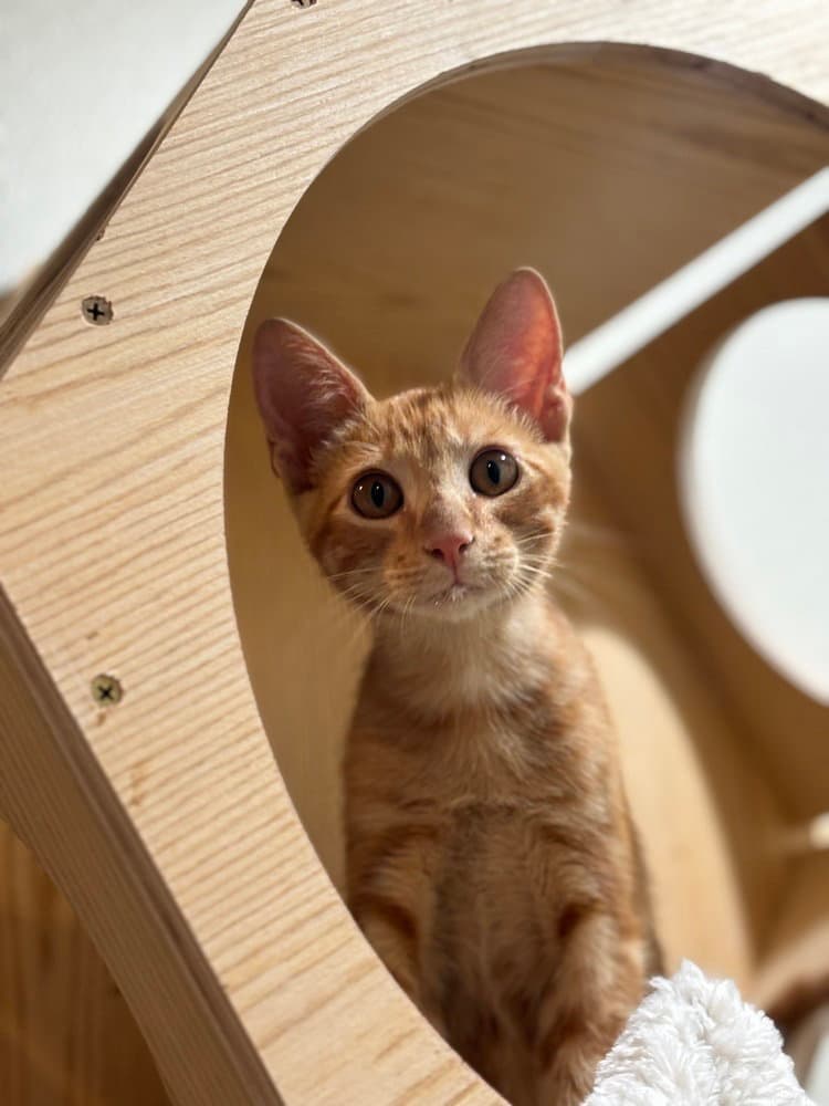 John John - Domestic Short Hair