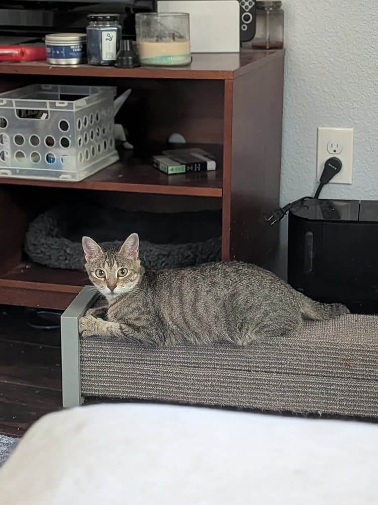 Little Debbie - Domestic Short Hair
