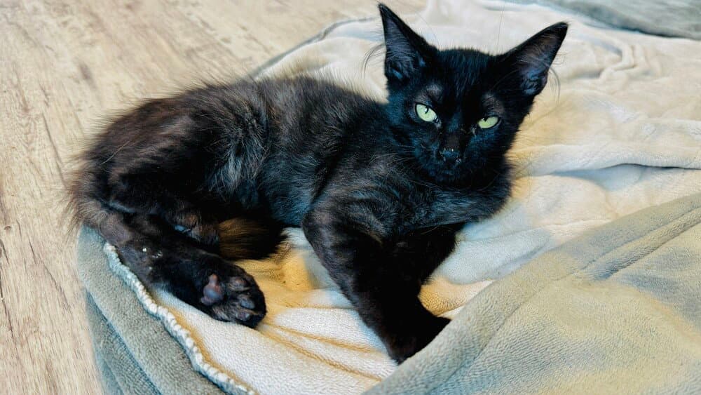 Potato - Domestic Medium Hair