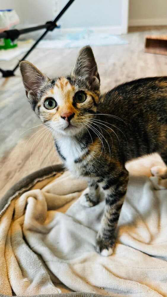 Radish - Domestic Short Hair