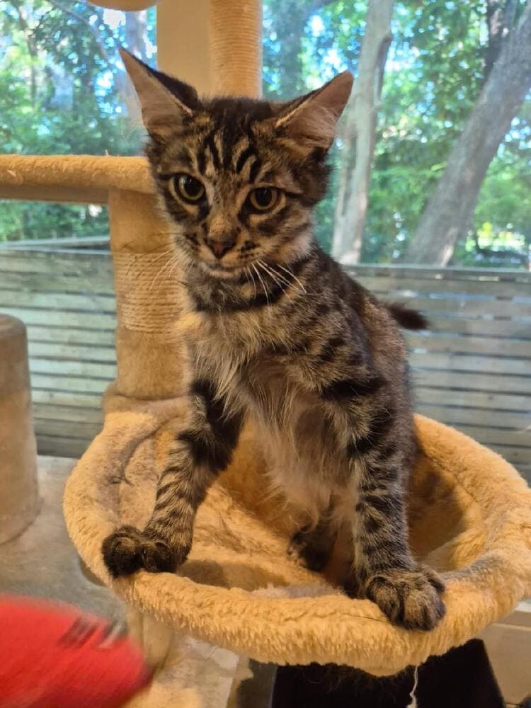Lemon - Domestic Short Hair