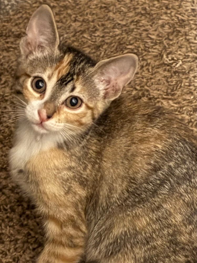 Nosy Rosy - Domestic Short Hair