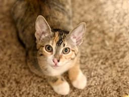 Nosy Rosy image 3