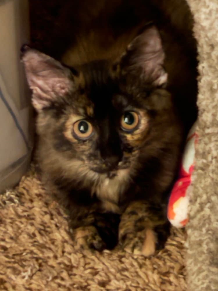 Torie - Domestic Short Hair