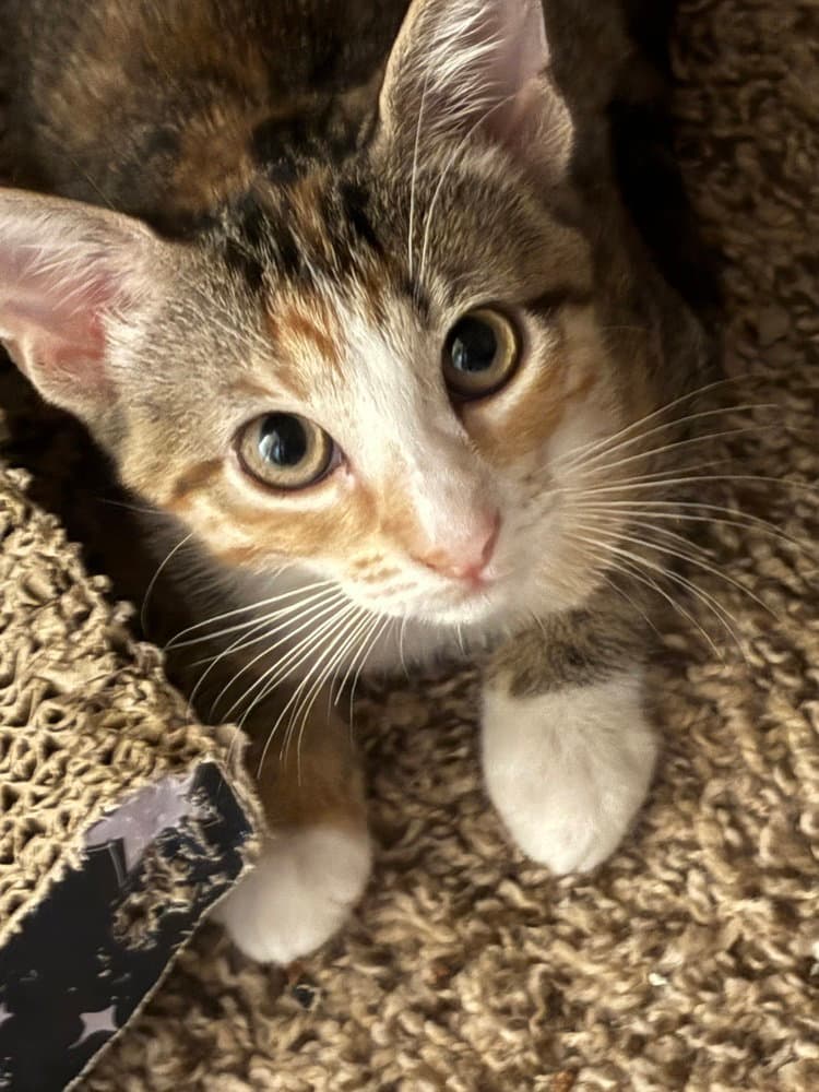 Lady Elaine - Domestic Short Hair