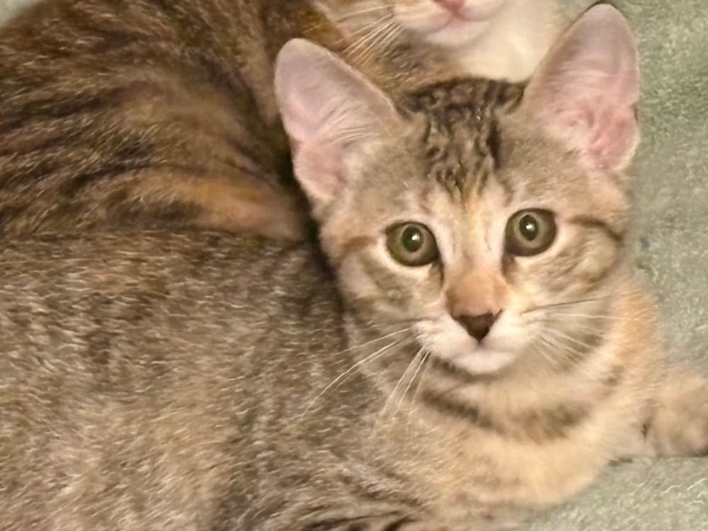 Katy - Domestic Short Hair