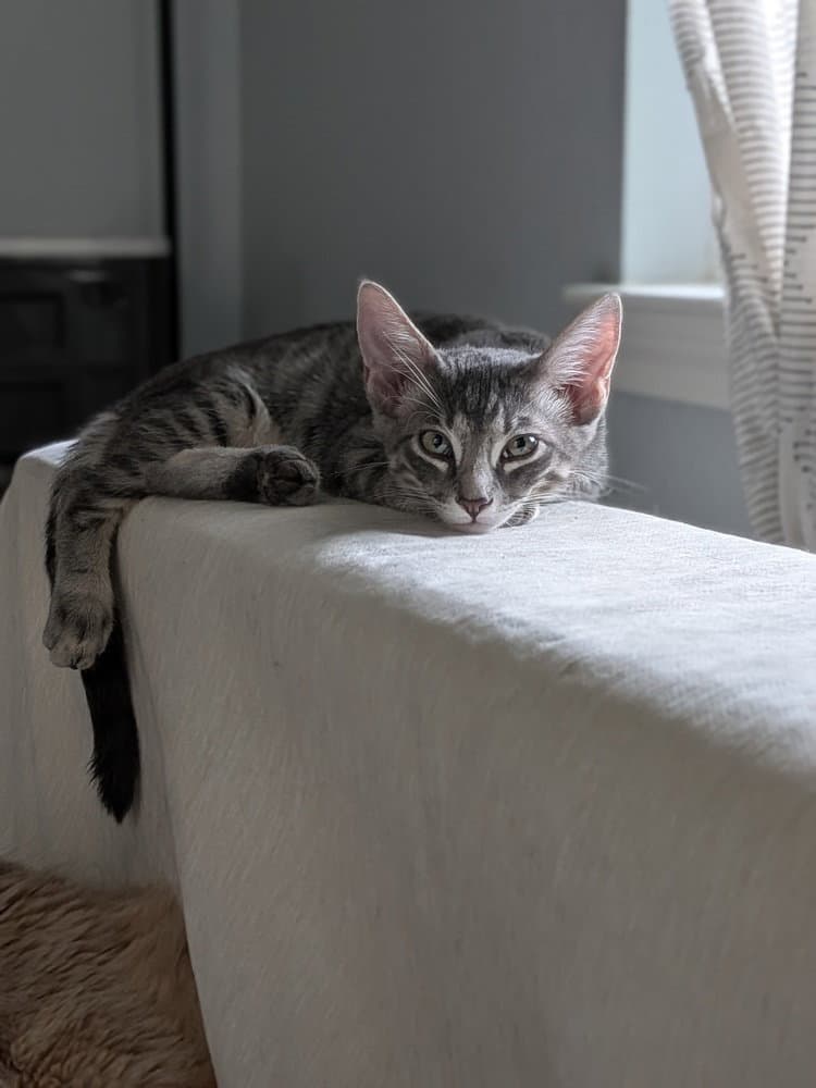 Oatmeal Creme Pie - Domestic Short Hair