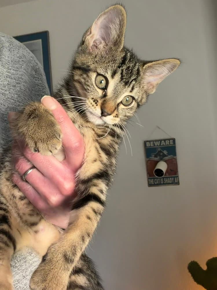Azula - Domestic Short Hair