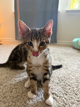 Sokka image 2