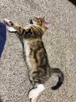 Sokka image 3